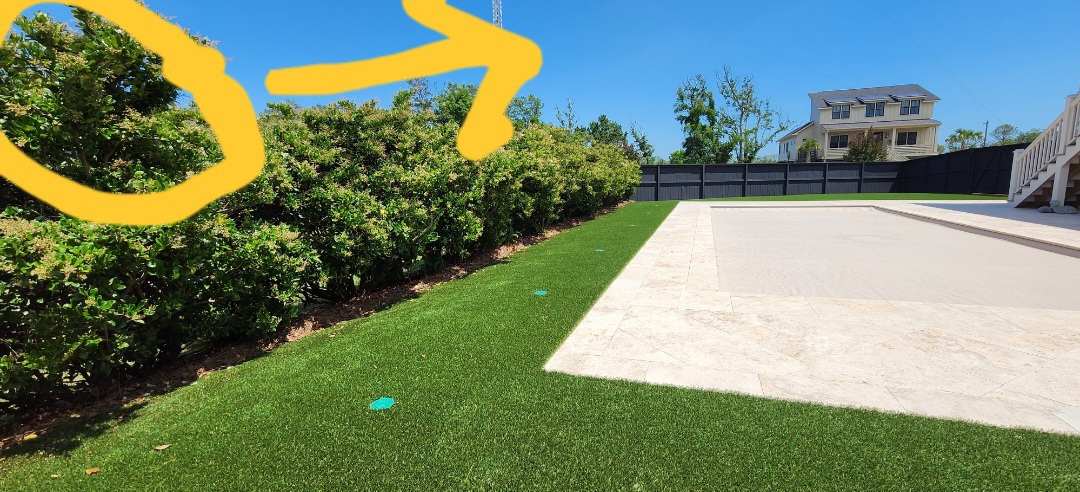 Mt. Pleasant Landscape Design ligustrum hedge