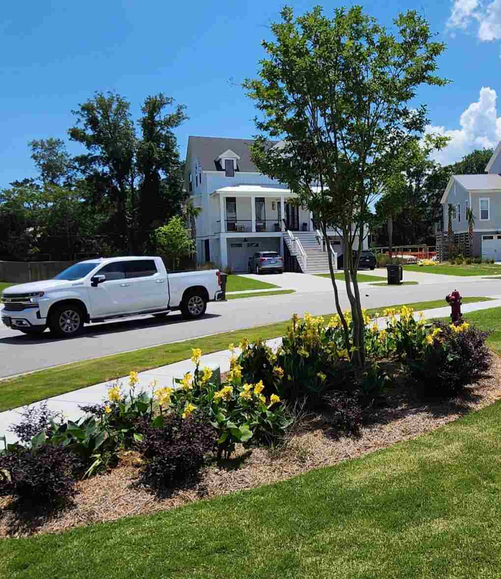 Mt. Pleasant Landscape Design loropetalums