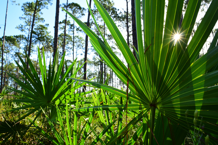Native Charleston landscape design is comprised of sustainable landscaping.