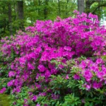 This is the violet azalea used in Lowcountry Vistas Native Landscape Design's residential landscape design project in Charleston, SC 29492.