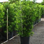 This is the podocarpus used in Lowcountry Vistas Native Landscape Design's residential landscape design project in Mt. Pleasant, SC 29466.