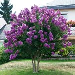 This is the purple crepe myrtle used in Lowcountry Vistas Native Landscape Design's residential landscape design project in Mt. Pleasant, SC 29466.