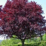 purpleleaf plum tree