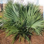 This is the sabal minor used in Lowcountry Vistas Native Landscape Design's residential landscape design project in Charleston, SC 29492.
