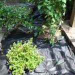 This is weed barrier used in Lowcountry Vistas Native Landscape Design's residential landscape design project in Mt. Pleasant, SC 29466.