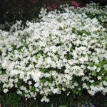 white azaleas