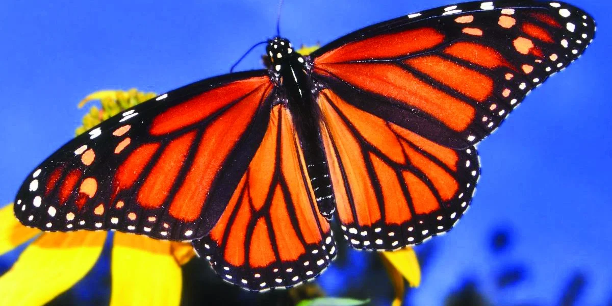 Charleston Residential Landscape Design - Monarch Butterfly