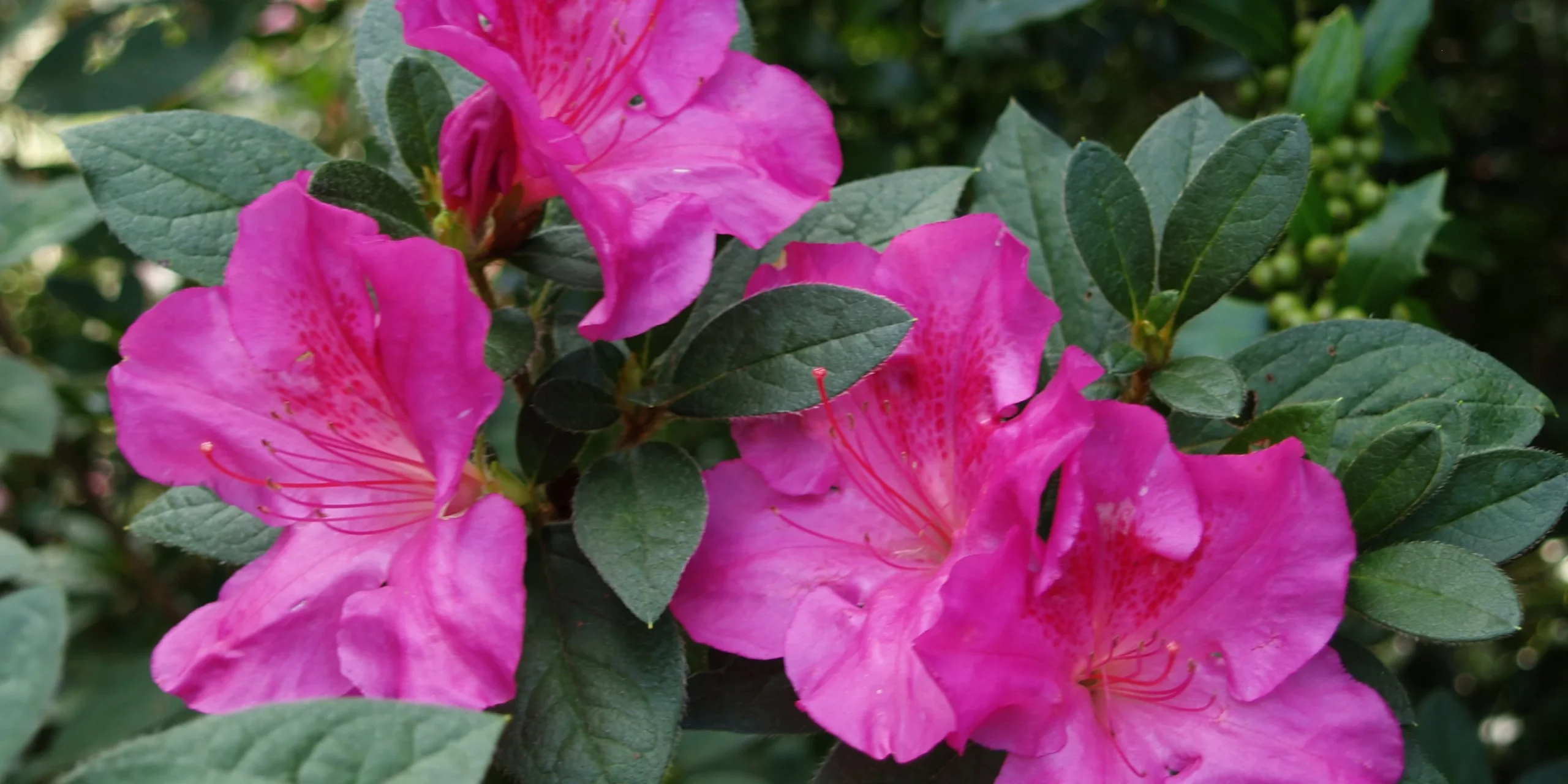 Charleston Residential Landscape Design - Encore Azaleas