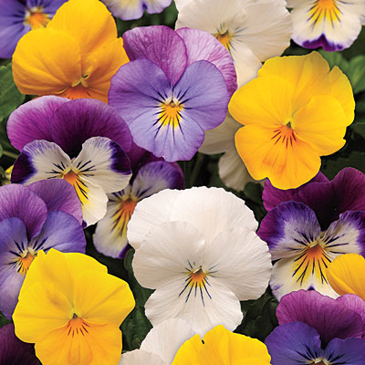 Charleston Residential Landscape Design - Pansies